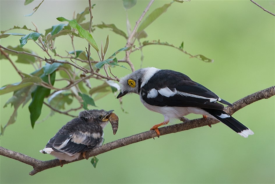 White-crested Helmetshshrike